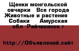 Щенки монгольской овчарки - Все города Животные и растения » Собаки   . Амурская обл.,Райчихинск г.